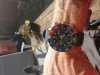 Customer picture of Seiko Herren Padi Prospex Solarbetriebene Chronographenuhr mit blauem Armband SSC785P1